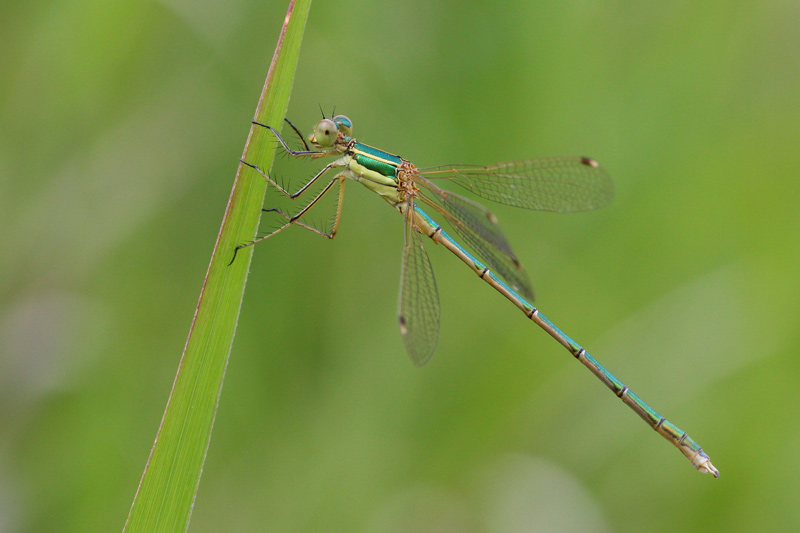 Lestes barbarus?